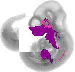 mouse atlas EMAGE spatial in situ gene expression database None