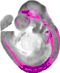 mouse atlas EMAGE spatial in situ gene expression database None