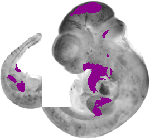 mouse atlas EMAGE spatial in situ gene expression database None