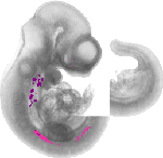 mouse atlas EMAGE spatial in situ gene expression database None