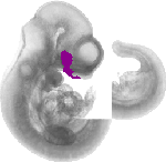 mouse atlas EMAGE spatial in situ gene expression database None