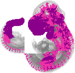 mouse atlas EMAGE spatial in situ gene expression database None