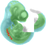 EMAGE:4158