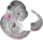 mouse atlas EMAGE spatial in situ gene expression database None