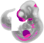 mouse atlas EMAGE spatial in situ gene expression database None