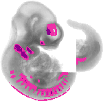 mouse atlas EMAGE spatial in situ gene expression database None