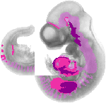 mouse atlas EMAGE spatial in situ gene expression database None