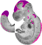 mouse atlas EMAGE spatial in situ gene expression database None