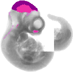 mouse atlas EMAGE spatial in situ gene expression database None