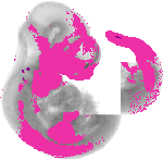mouse atlas EMAGE spatial in situ gene expression database None