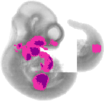 mouse atlas EMAGE spatial in situ gene expression database None