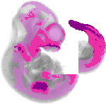 mouse atlas EMAGE spatial in situ gene expression database None