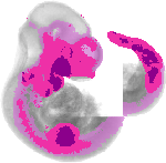 mouse atlas EMAGE spatial in situ gene expression database None