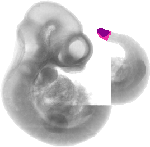 mouse atlas EMAGE spatial in situ gene expression database None