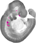 mouse atlas EMAGE spatial in situ gene expression database None