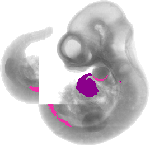mouse atlas EMAGE spatial in situ gene expression database None