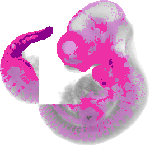 mouse atlas EMAGE spatial in situ gene expression database None
