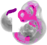 mouse atlas EMAGE spatial in situ gene expression database None