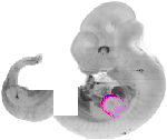 mouse atlas EMAGE spatial in situ gene expression database None