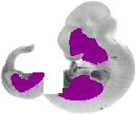 mouse atlas EMAGE spatial in situ gene expression database None