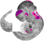 mouse atlas EMAGE spatial in situ gene expression database None