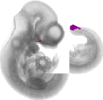 mouse atlas EMAGE spatial in situ gene expression database None