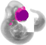 mouse atlas EMAGE spatial in situ gene expression database None
