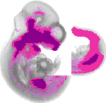 mouse atlas EMAGE spatial in situ gene expression database None