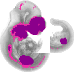 mouse atlas EMAGE spatial in situ gene expression database None