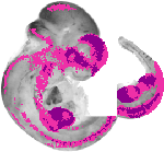 mouse atlas EMAGE spatial in situ gene expression database None