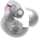 mouse atlas EMAGE spatial in situ gene expression database None