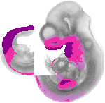 mouse atlas EMAGE spatial in situ gene expression database None