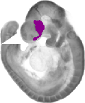 mouse atlas EMAGE spatial in situ gene expression database None