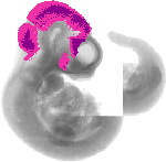 mouse atlas EMAGE spatial in situ gene expression database None