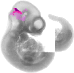 mouse atlas EMAGE spatial in situ gene expression database None