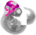 mouse atlas EMAGE spatial in situ gene expression database None