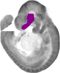mouse atlas EMAGE spatial in situ gene expression database None