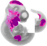 mouse atlas EMAGE spatial in situ gene expression database None