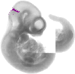 mouse atlas EMAGE spatial in situ gene expression database None