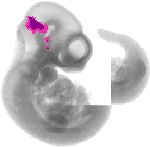 mouse atlas EMAGE spatial in situ gene expression database None