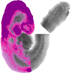 mouse atlas EMAGE spatial in situ gene expression database None
