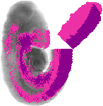 mouse atlas EMAGE spatial in situ gene expression database None