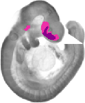 mouse atlas EMAGE spatial in situ gene expression database None