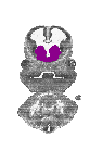 mouse atlas EMAGE spatial in situ gene expression database None