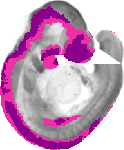 mouse atlas EMAGE spatial in situ gene expression database None