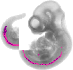 mouse atlas EMAGE spatial in situ gene expression database None