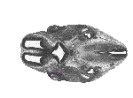 mouse atlas EMAGE spatial in situ gene expression database None