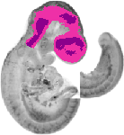 mouse atlas EMAGE spatial in situ gene expression database None