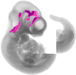 mouse atlas EMAGE spatial in situ gene expression database None