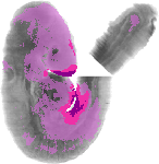 mouse atlas EMAGE spatial in situ gene expression database None